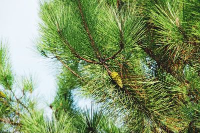 Low angle view of pine tree against sky