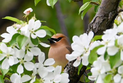 Low angle view of bird perching on tree
