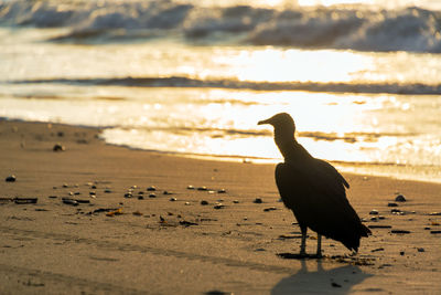 Close-up of vulture on beach