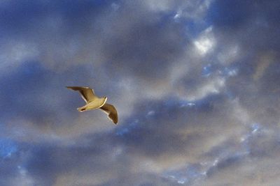 Low angle view of bird flying against cloudy sky