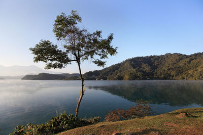 Tree by lake against clear sky