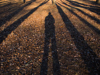Shadow of man on autumn leaves at park