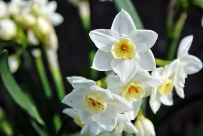 Close-up of white flowering plant