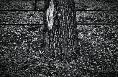 tree trunk