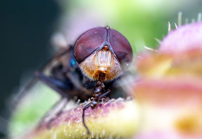 Close-up of insect on purple flower