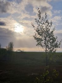 Tree on field against sky