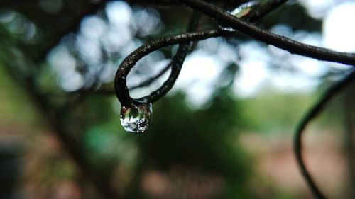 Close-up of water drops on twig