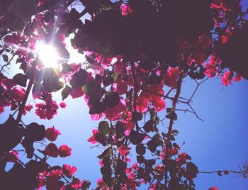 Low angle view of pink flowers