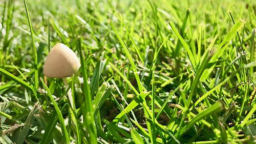 Close-up of mushroom growing on field