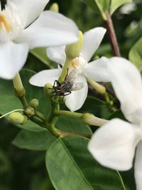 Close-up of insect on white flower