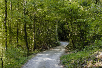 Road amidst trees in forest