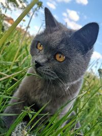 Close-up portrait of cat on field