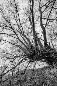 Low angle view of bare trees against sky