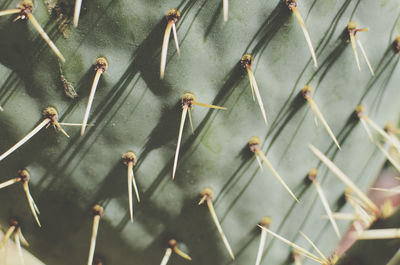 Close-up of cactus