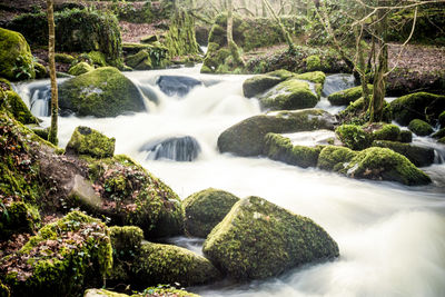 Scenic view of waterfall in forest