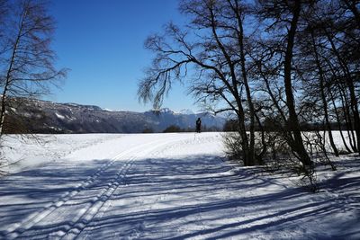 Bare tree on snow covered landscape