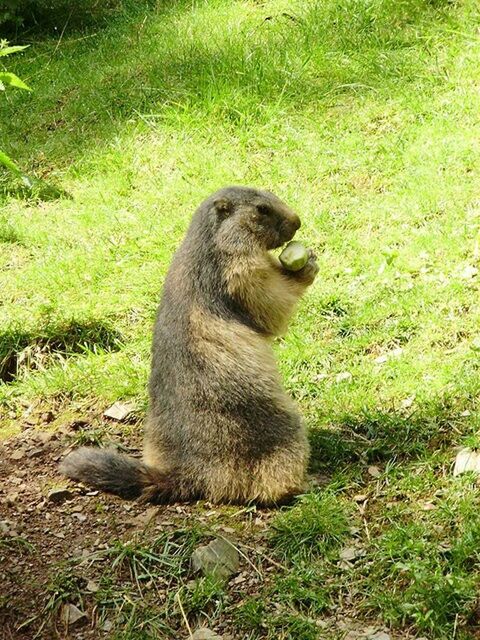 animal themes, animals in the wild, wildlife, grass, one animal, sitting, mammal, field, relaxation, grassy, nature, green color, outdoors, looking away, young animal, day, no people, full length, focus on foreground