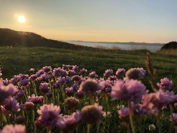 Purple flowering plants on field against sky during sunset