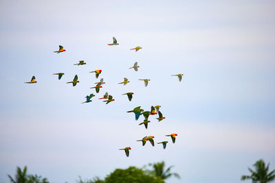 Low angle view of birds flying in sky