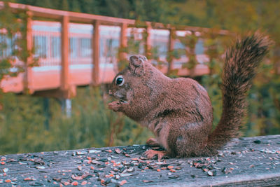 Close-up of squirrel