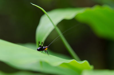 Close-up of insect on leaf
