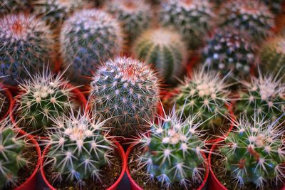 Close-up of succulent plant