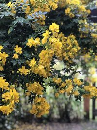 Close-up of yellow flowering plant in park