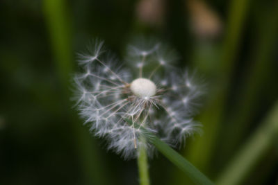 Close-up of dandelion flower