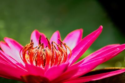 Close-up of pink flower