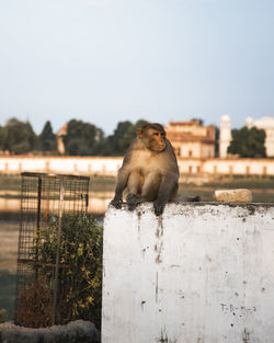 Portrait of monkey looking away against sky