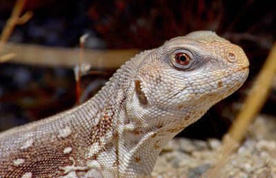 Close-up of lizard