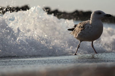 Close-up of seagull perching on land