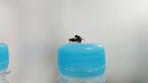 Close-up of insect