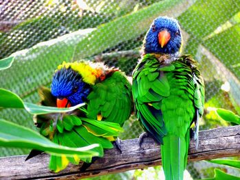 Pair of lorikeets