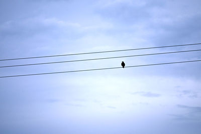 Low angle view of birds perching on cable against sky