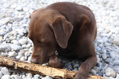 View of a dog on rock