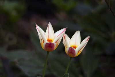 Close-up of white crocus