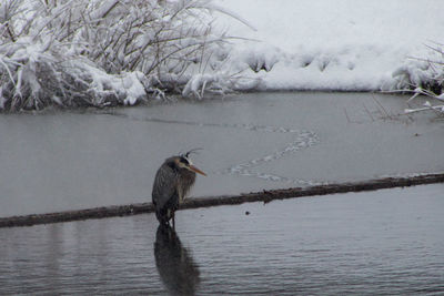 High angle view of gray heron on lake during winter