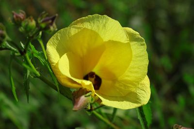 Close-up of yellow flowering plant