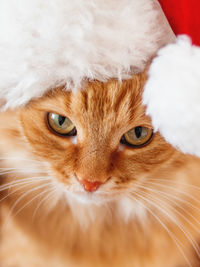 Portrait of ginger cat in santa claus hat. fluffy pet staring in camera. christmas or new year.