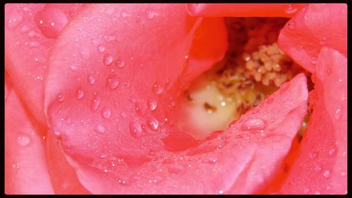 Close-up of pink rose