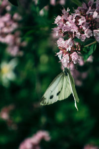 Close-up of butterfly pollinating on purple flowering plant