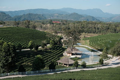 High angle view of agricultural field