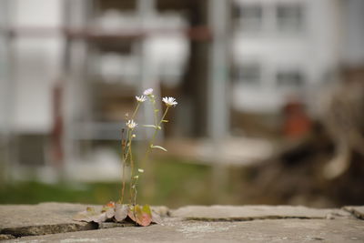 Close-up of flowering plant