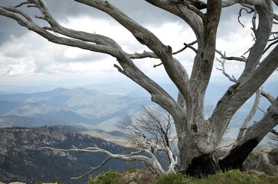 Mount buffalo national park, australia