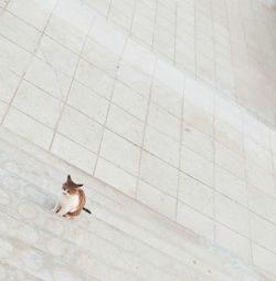 High angle view of dog sitting on tiled floor