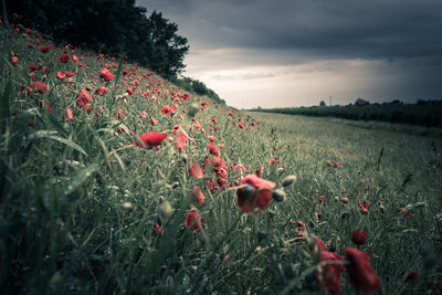 Close-up of red poppy flowers in field