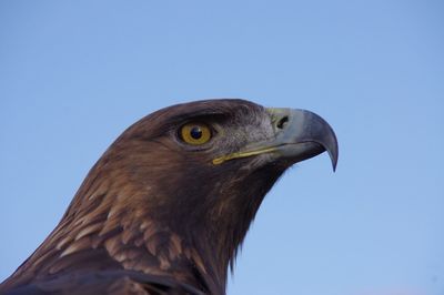 Low angle view of owl perching against clear blue sky