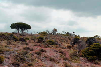 Trees on field against sky