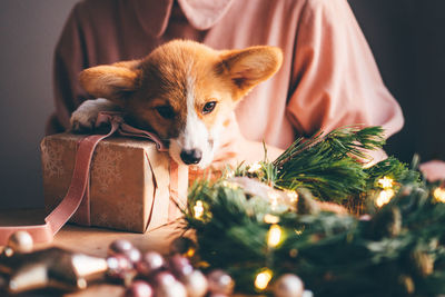 Corgi puppy with christmas present.